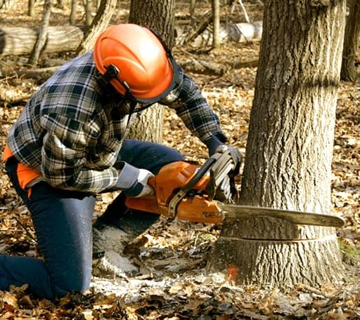 Tree Removal in Center Junction, IA